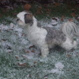 kyra in de sneeuw 2010