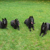 4 beauty's op een rij..