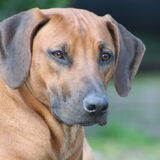 Affra. Kijk voor meer foto's op mijn website www.r-ridgebacks.nl