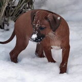 Zari voor het eerst in de sneeuw. Kijk voor meer foto's op mijn website…