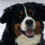 En dan willen ze ook nog eens een close up ...