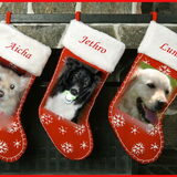 De hondjes zijn klaar voor kerst!