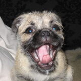 ik ben cookie, een kruising tussen een mops en shi-tzu. leuk he!
