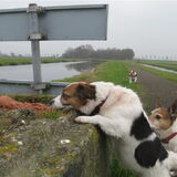 Foto van Thara