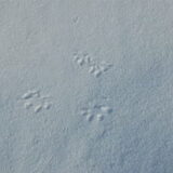 sporen van ?