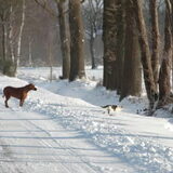 Spelen met Mien, nou ja opjagen dan :-)