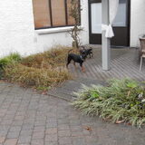 Foto van Marleen , Blacky & Justy