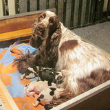 Olly's mama: Noisette von Bleyenburg
