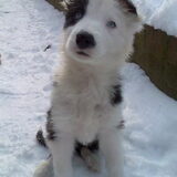 Ziva, hondje is wel niet van mij ;(
