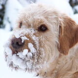 Knappe Matchy in de sneeuw...