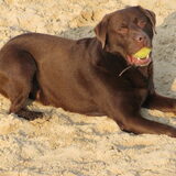 Buddy op het strand.