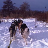 2e kerstdag.... zena links achter.. ik mocht mee op de slee.. een ritje…