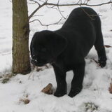 daantje toen ie pup was