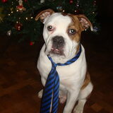 Diego in Kerstsfeer.