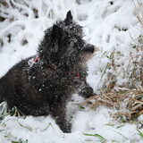 Chelsea onder de sneeuw.