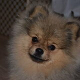 Pip 7,5 maand