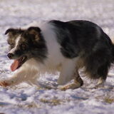 Working Border Collie Arrigo