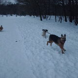 Foto van liesbeth,Turbo,Luna, Levi en Faith