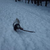 Foto van liesbeth,Turbo,Luna, Levi en Faith