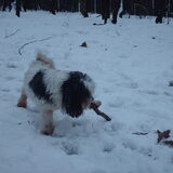 Foto van liesbeth,Turbo,Luna, Levi en Faith
