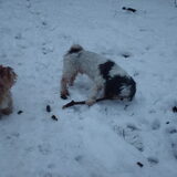 Foto van liesbeth,Turbo,Luna, Levi en Faith