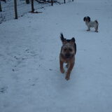 Foto van liesbeth,Turbo,Luna, Levi en Faith