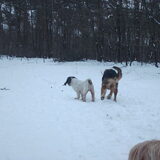 Foto van liesbeth,Turbo,Luna, Levi en Faith