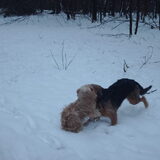 Foto van liesbeth,Turbo,Luna, Levi en Faith