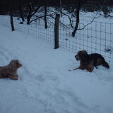 Foto van liesbeth,Turbo,Luna, Levi en Faith