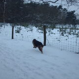 Foto van liesbeth,Turbo,Luna, Levi en Faith