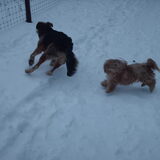 Foto van liesbeth,Turbo,Luna, Levi en Faith