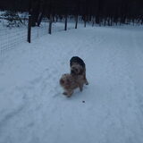 Foto van liesbeth,Turbo,Luna, Levi en Faith