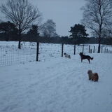 Foto van liesbeth,Turbo,Luna, Levi en Faith