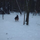 Foto van liesbeth,Turbo,Luna, Levi en Faith