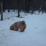 Foto van liesbeth,Turbo,Luna, Levi en Faith