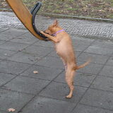 13-02-2009 Janey, echt stafford bloed he? Ze wilde alleen maar even…