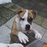 Foto van samira-chika-lady