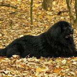 Balou even uitrusten van een lange wandeling :-)