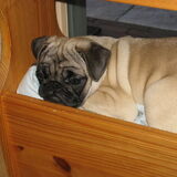 Foto van Carol, Odie, Aigo en Epke (Cobus RIP 27-6)