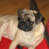 Foto van Carol, Odie, Aigo en Epke (Cobus RIP 27-6)