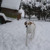 Heaven vindt het leuk in de sneeuw