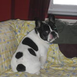 Foto van **The more I know about people, the more I love dogs**