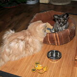Is toch geen verhouding?, Hinto met Jerry, 1 van mijn katten...