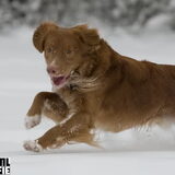 sneeuw december 2010 (www.infoleo.nl)