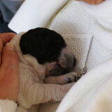 Moe van het gelukkig zijn...