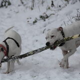 Foto van Claudia, Andor en Deamon