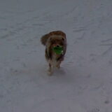 Cooper met zijn frisbee 26 - December - 2010