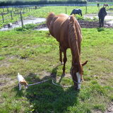 Bij het paard van mn baasje