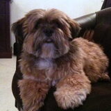 fanny de hond van me broer