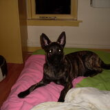 Keya lekker op bed